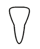 Incisor