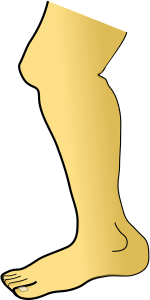 Leg