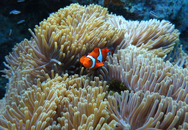 Clownfish in sea anemone